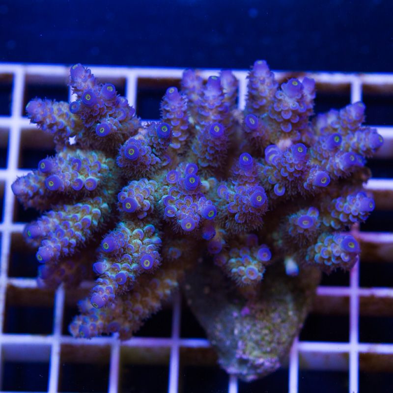 newcoral1169b - New Sticks and Rics at Cherry Corals!