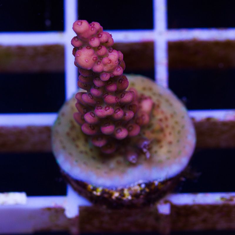 newcoral1174b - New Sticks and Rics at Cherry Corals!