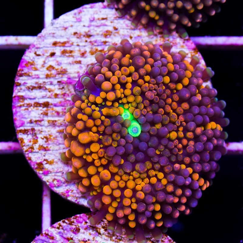 newcoral1181b - New Sticks and Rics at Cherry Corals!