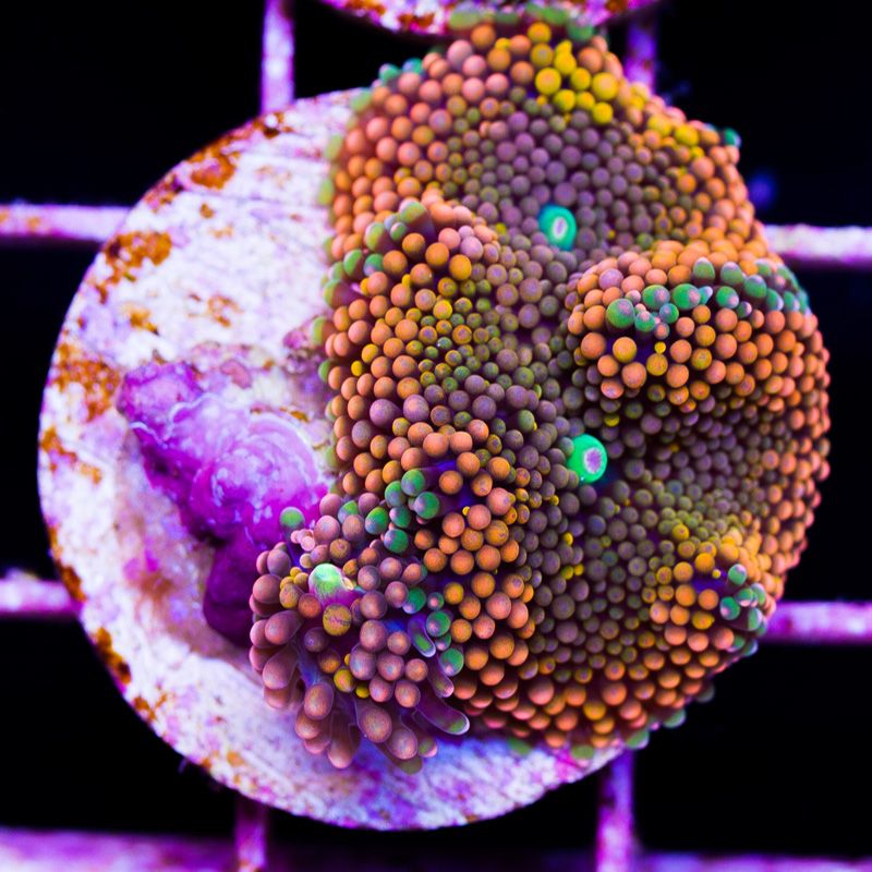 newcoral1185b - New Sticks and Rics at Cherry Corals!