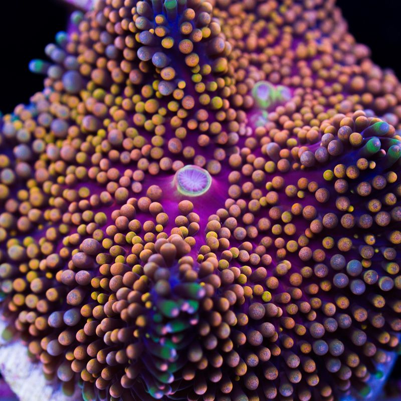 newcoral1195b - New Sticks and Rics at Cherry Corals!