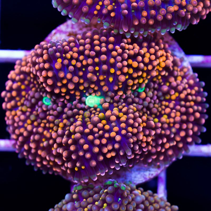 newcoral1207b - New Sticks and Rics at Cherry Corals!