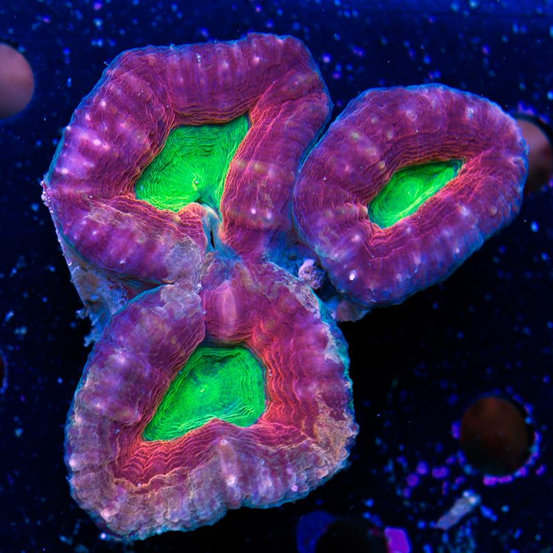 newcoral1226b - Another Cherry Corals Mini Update!