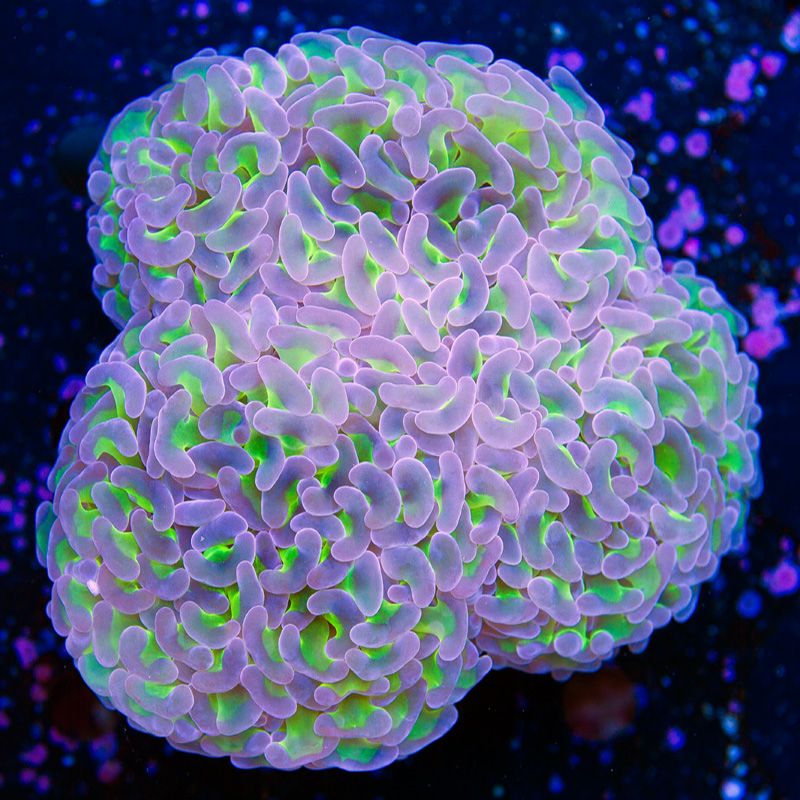 newcoral1234b - Another Cherry Corals Mini Update!