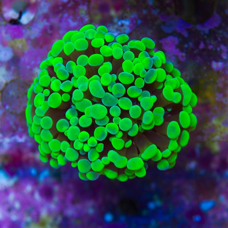 newcoral1235b - Another Cherry Corals Mini Update!