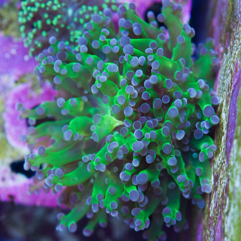 newcoral1244b - Another Cherry Corals Mini Update!