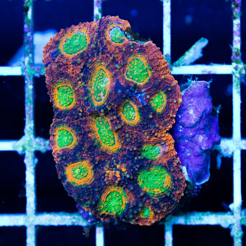 newcoral1250b - Another Cherry Corals Mini Update!