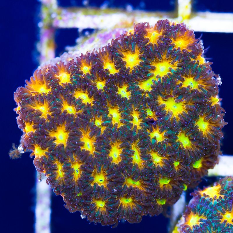 newcoral1273b - Another Cherry Corals Mini Update!