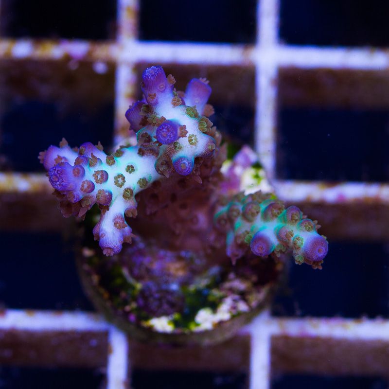 newcoral1282 1 - Some Wicked New Acros at Cherry Corals!