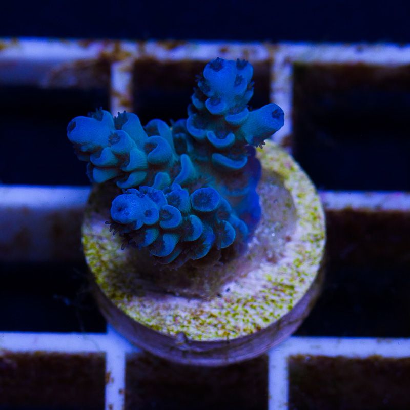newcoral1283 1 - Some Wicked New Acros at Cherry Corals!