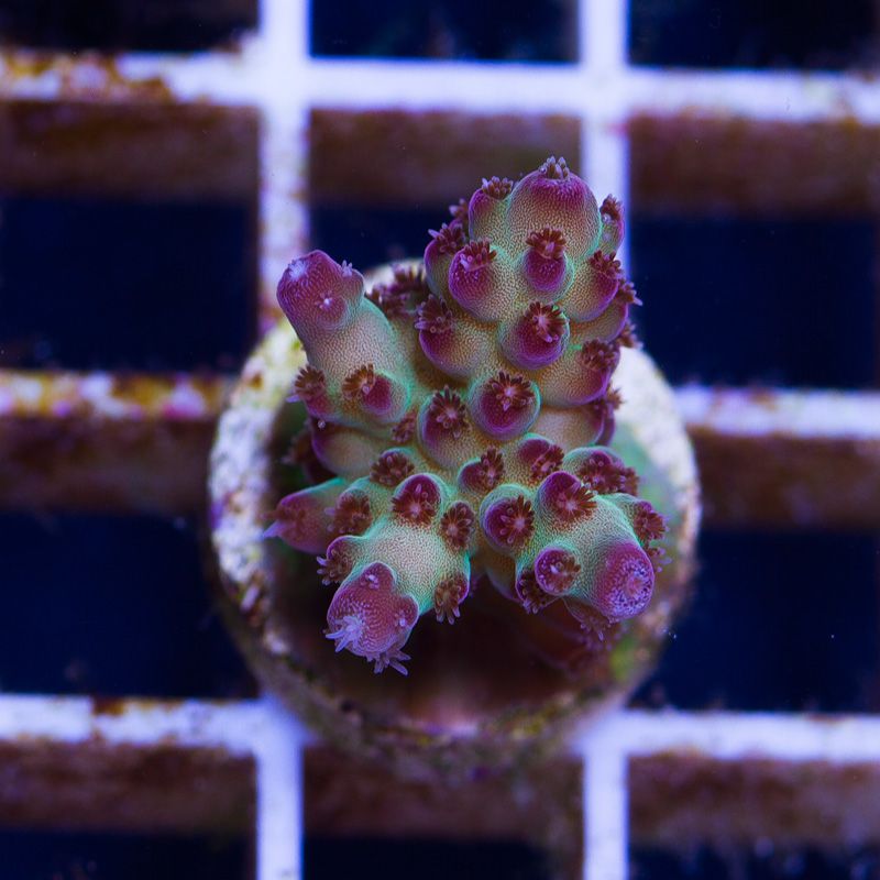 newcoral1286 1 - Some Wicked New Acros at Cherry Corals!