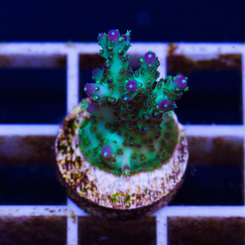 newcoral1294 1 - Some Wicked New Acros at Cherry Corals!