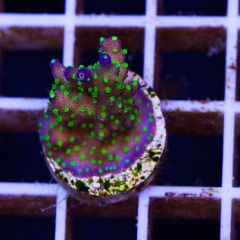 newcoral1303 1 - Some Wicked New Acros at Cherry Corals!