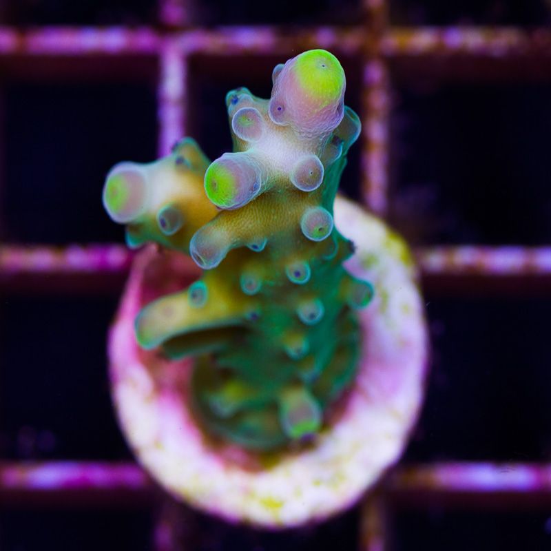 newcoral1317 1 - Some Wicked New Acros at Cherry Corals!