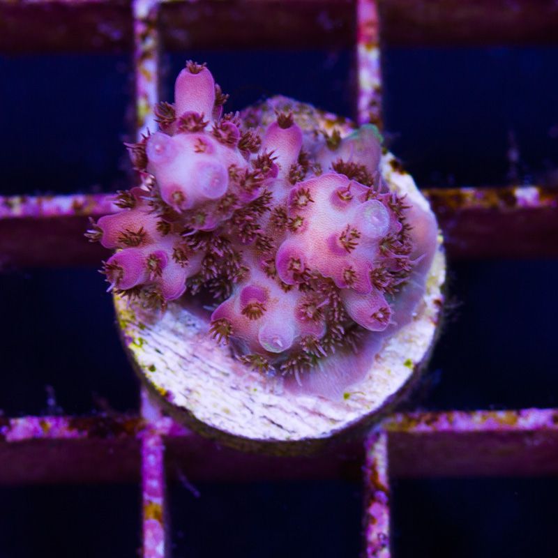 newcoral1324 1 - Some Wicked New Acros at Cherry Corals!