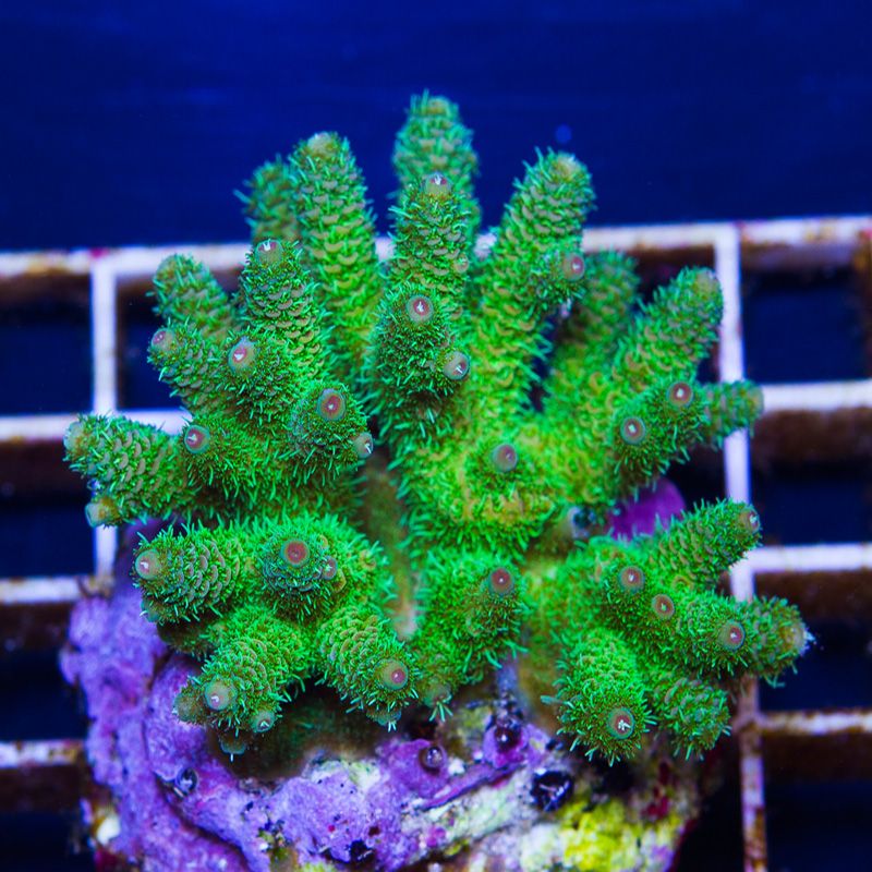 newcoral1329b - Some Wicked New Acros at Cherry Corals!