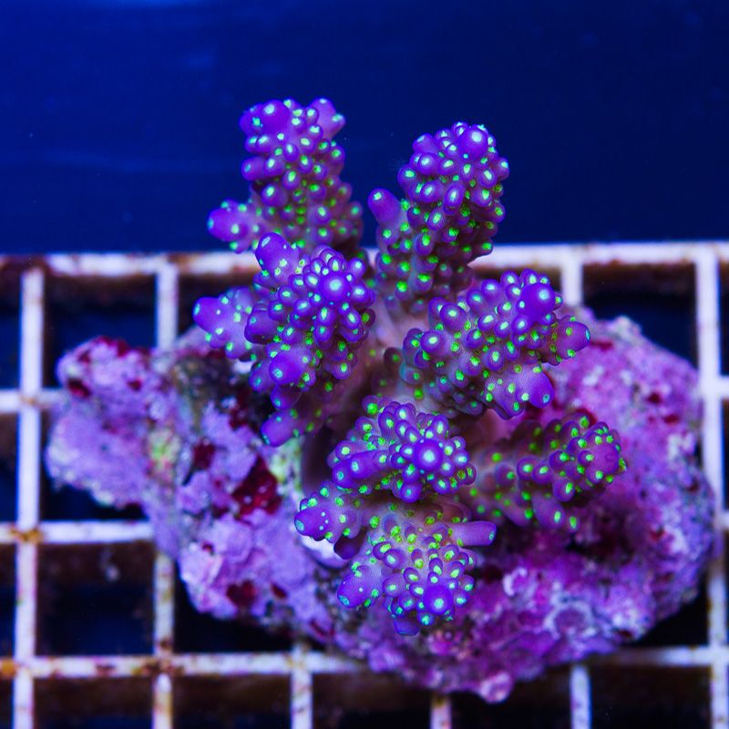 newcoral1331b - Some Wicked New Acros at Cherry Corals!