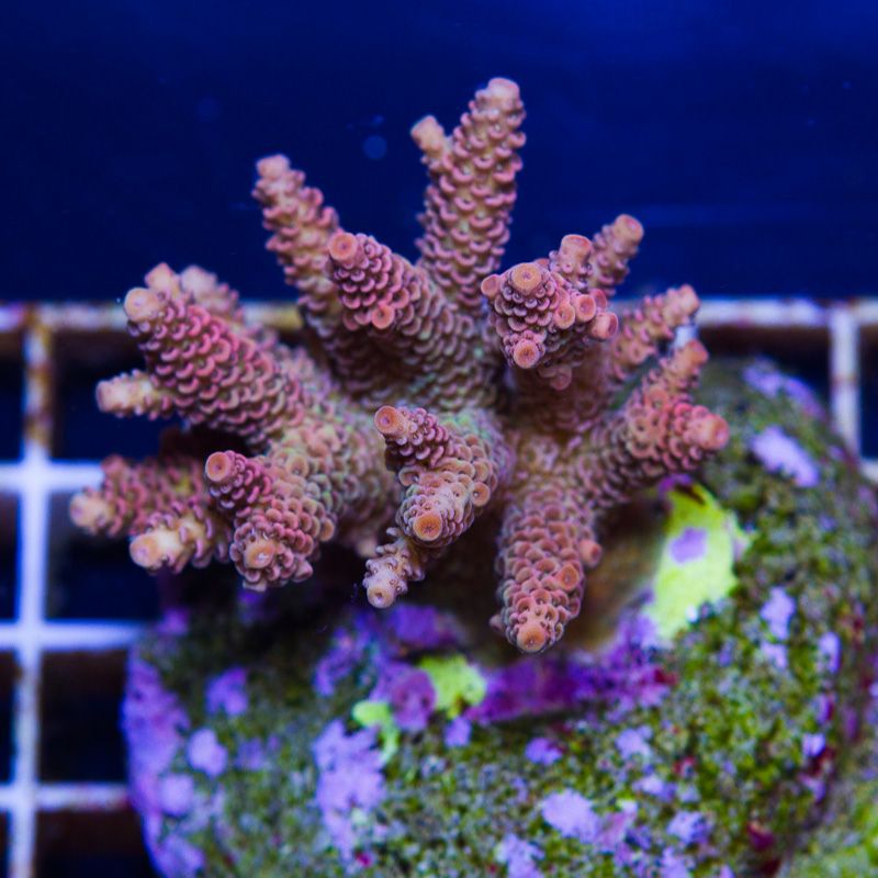 newcoral1333b - Some Wicked New Acros at Cherry Corals!