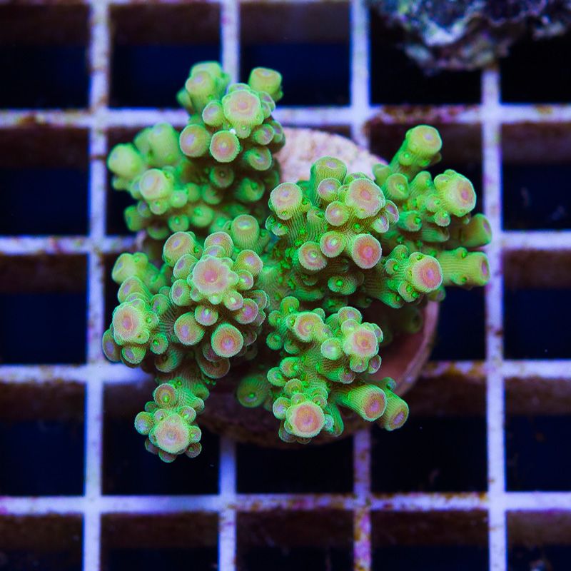 newcoral1334b - Some Wicked New Acros at Cherry Corals!