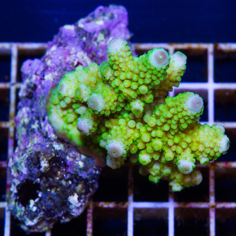 newcoral1335b - Some Wicked New Acros at Cherry Corals!