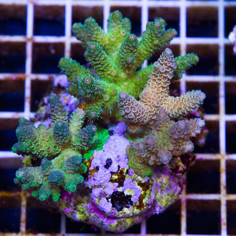 newcoral1336b - Some Wicked New Acros at Cherry Corals!