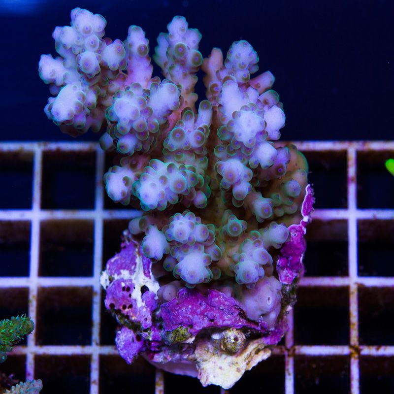 newcoral1337b - Some Wicked New Acros at Cherry Corals!