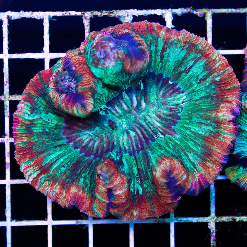 newcoral1540b - Yellow Rainbow Wellso and More!!