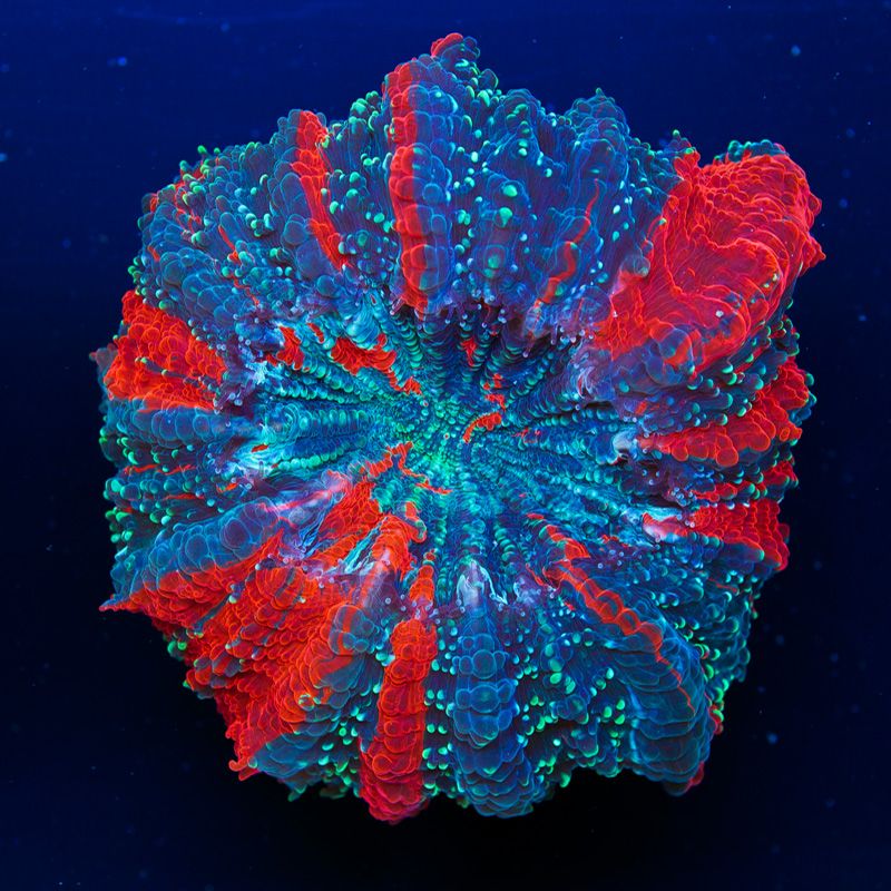 newcoral1544b - Yellow Rainbow Wellso and More!!