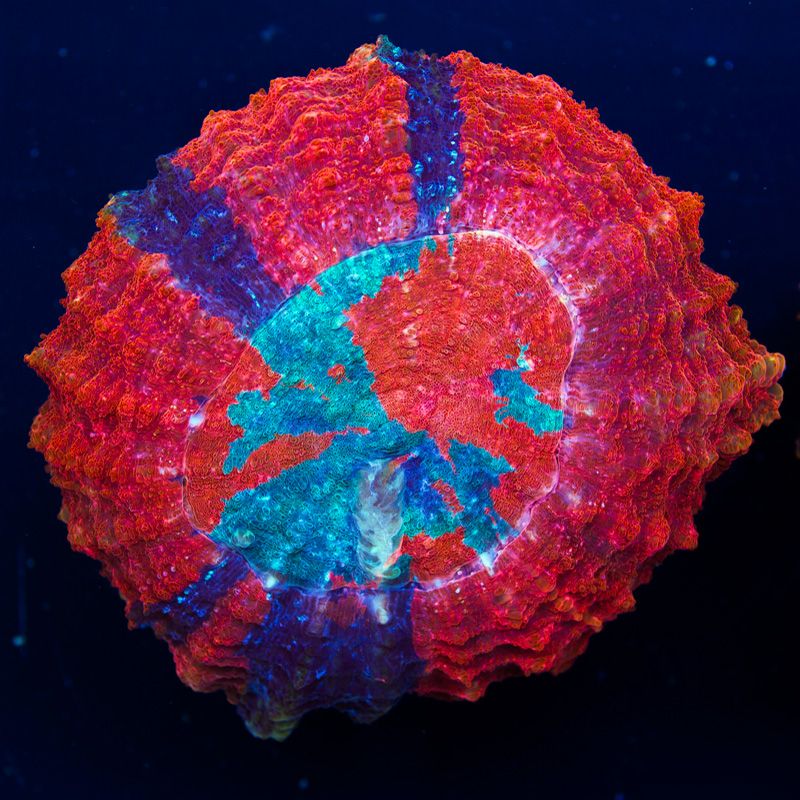 newcoral1546b - Yellow Rainbow Wellso and More!!