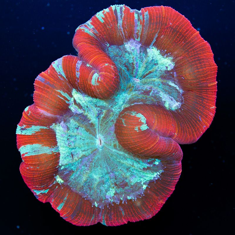 newcoral1550b - Yellow Rainbow Wellso and More!!