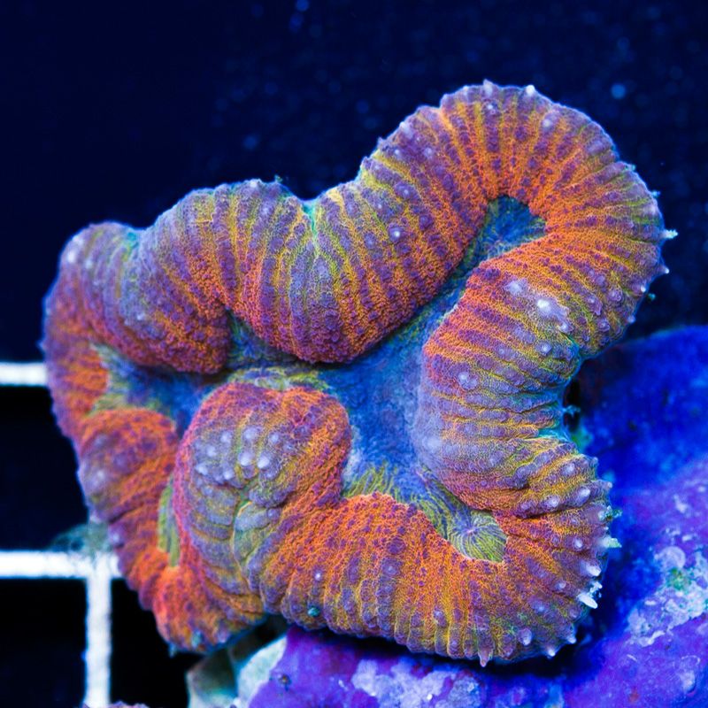 newcoral601b - Did you know you can visit cherry corals?