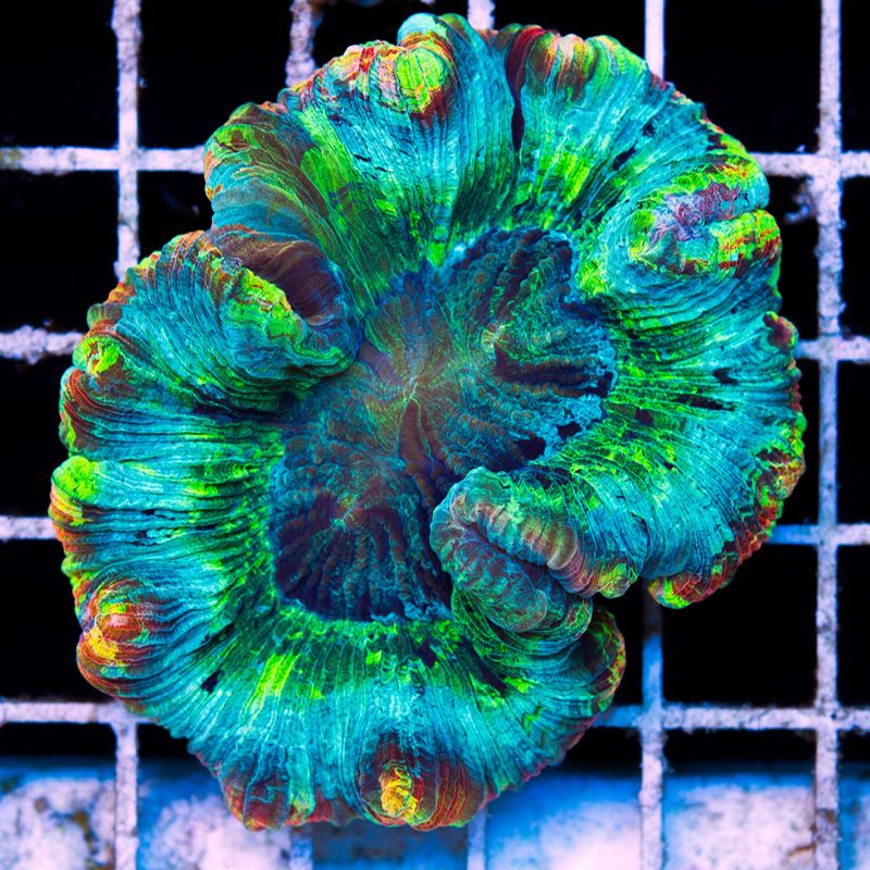 newcoral604b - Did you know you can visit cherry corals?