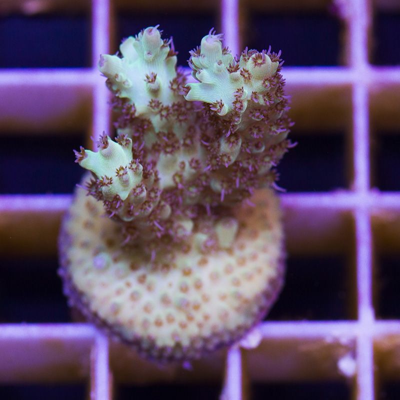 newcorals209b - Sticks and Shrooms from Cherry Corals!