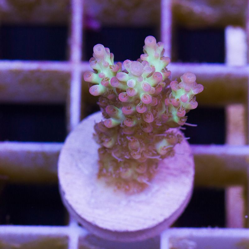 newcorals217b - Sticks and Shrooms from Cherry Corals!