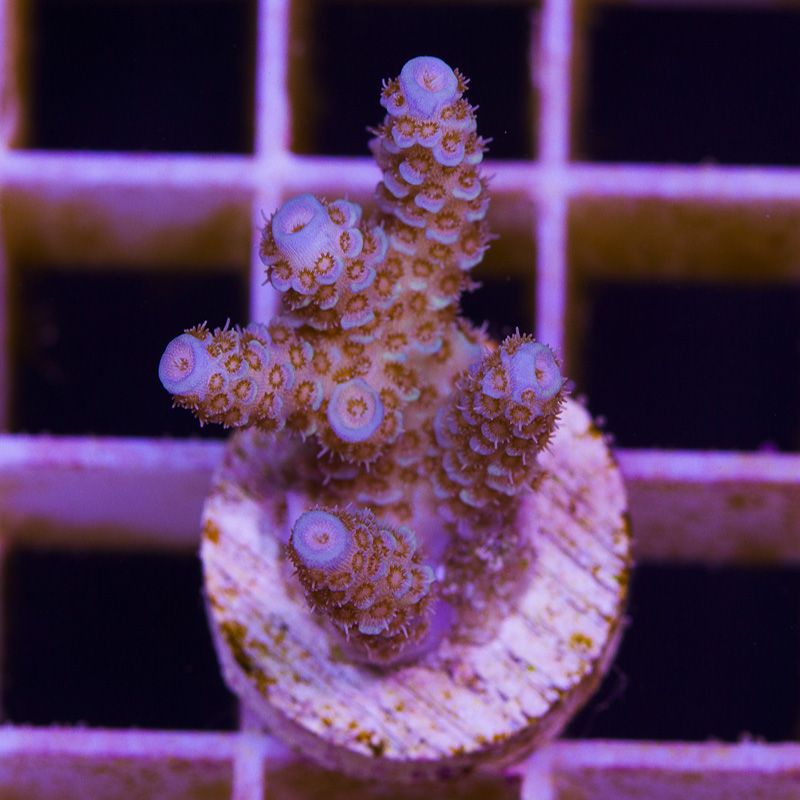 newcorals218b - Sticks and Shrooms from Cherry Corals!