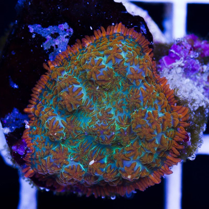 newcorals230b - Sticks and Shrooms from Cherry Corals!