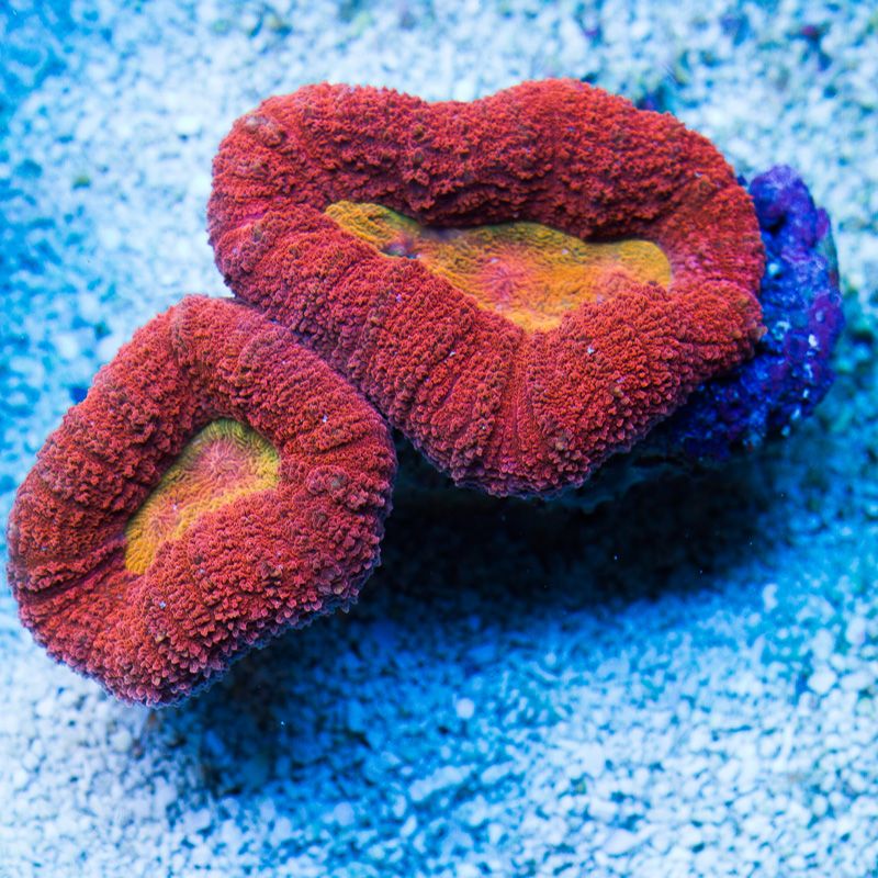 newcorals350b - Did you know you can visit cherry corals?