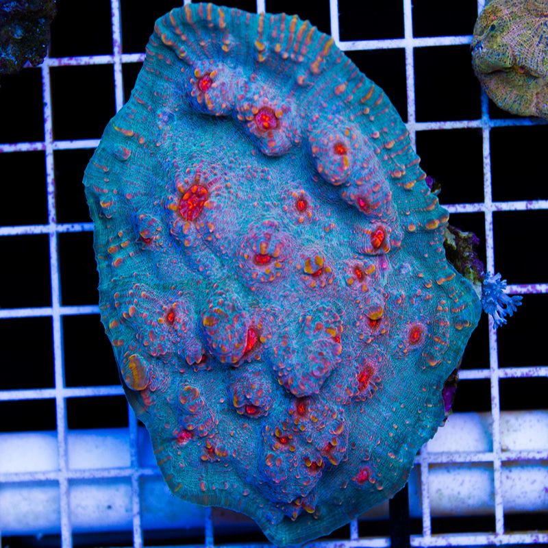 newcorals351b - Did you know you can visit cherry corals?