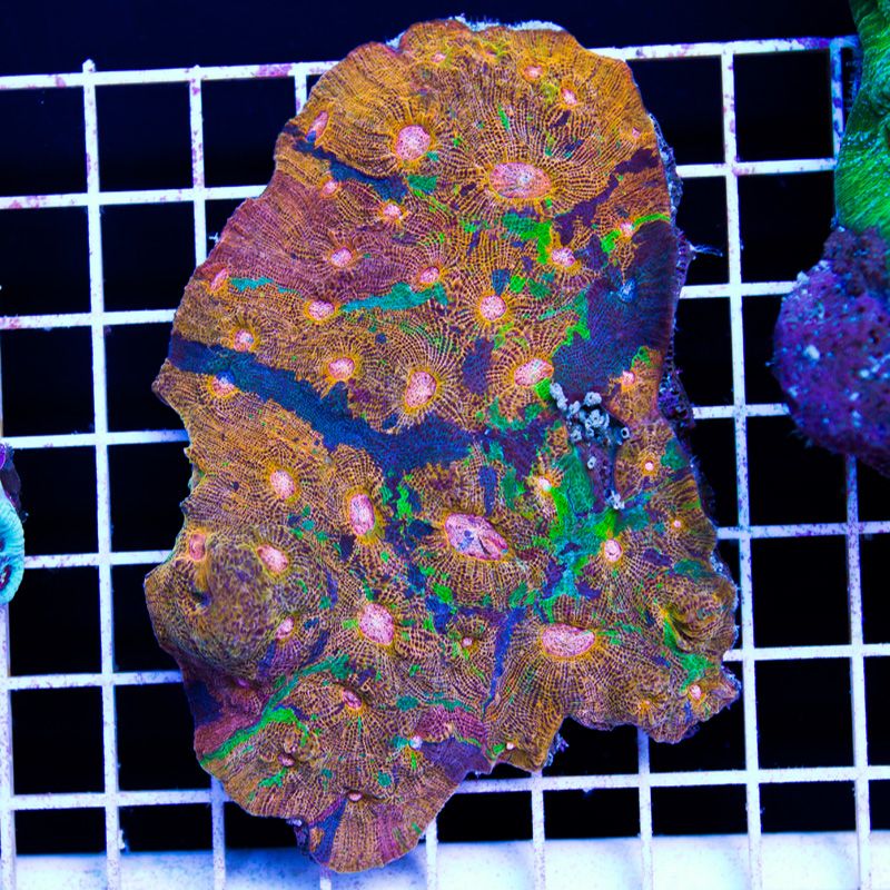 newcorals353b - Did you know you can visit cherry corals?