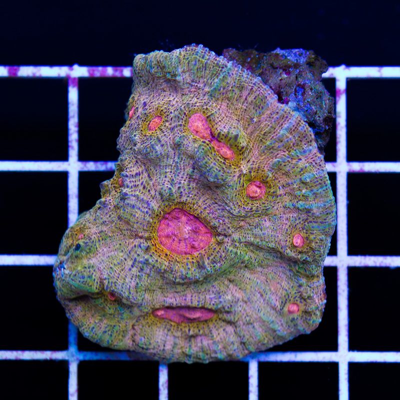 newcorals355b - Did you know you can visit cherry corals?