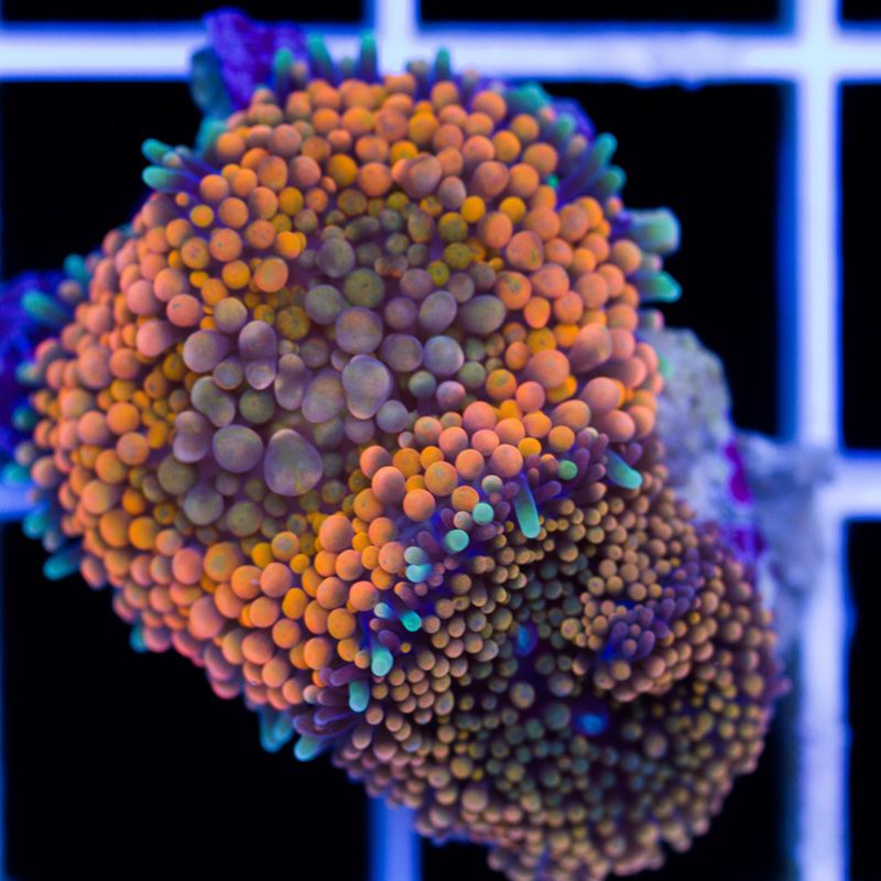 newcorals358b - Really Rainbow Ricordea have landed at Cherry Corals!