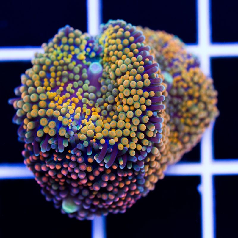 newcorals359b - Really Rainbow Ricordea have landed at Cherry Corals!