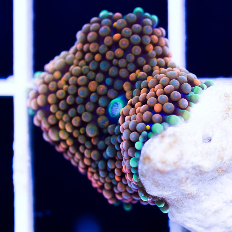 newcorals360b - Really Rainbow Ricordea have landed at Cherry Corals!