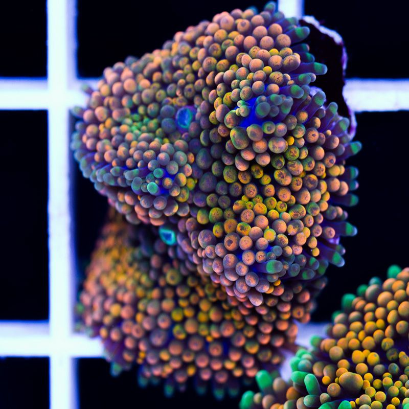 newcorals361b - Really Rainbow Ricordea have landed at Cherry Corals!