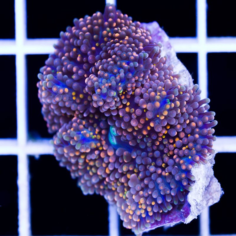 newcorals363b - Really Rainbow Ricordea have landed at Cherry Corals!