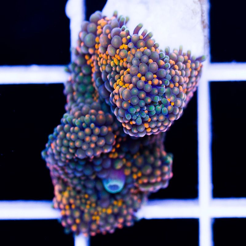 newcorals364b - Really Rainbow Ricordea have landed at Cherry Corals!