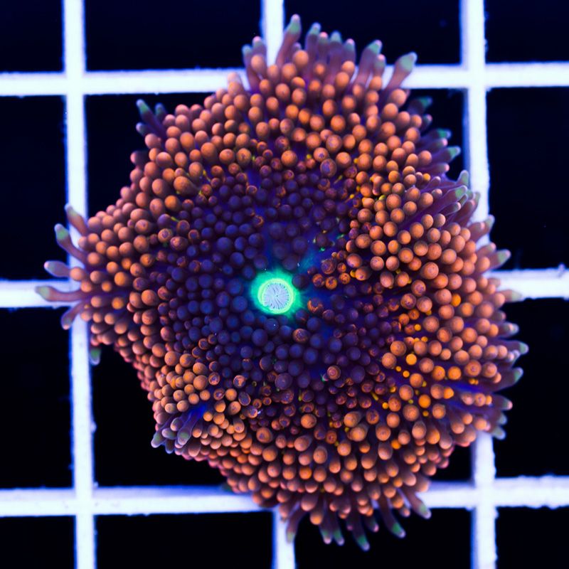 newcorals365b - Really Rainbow Ricordea have landed at Cherry Corals!