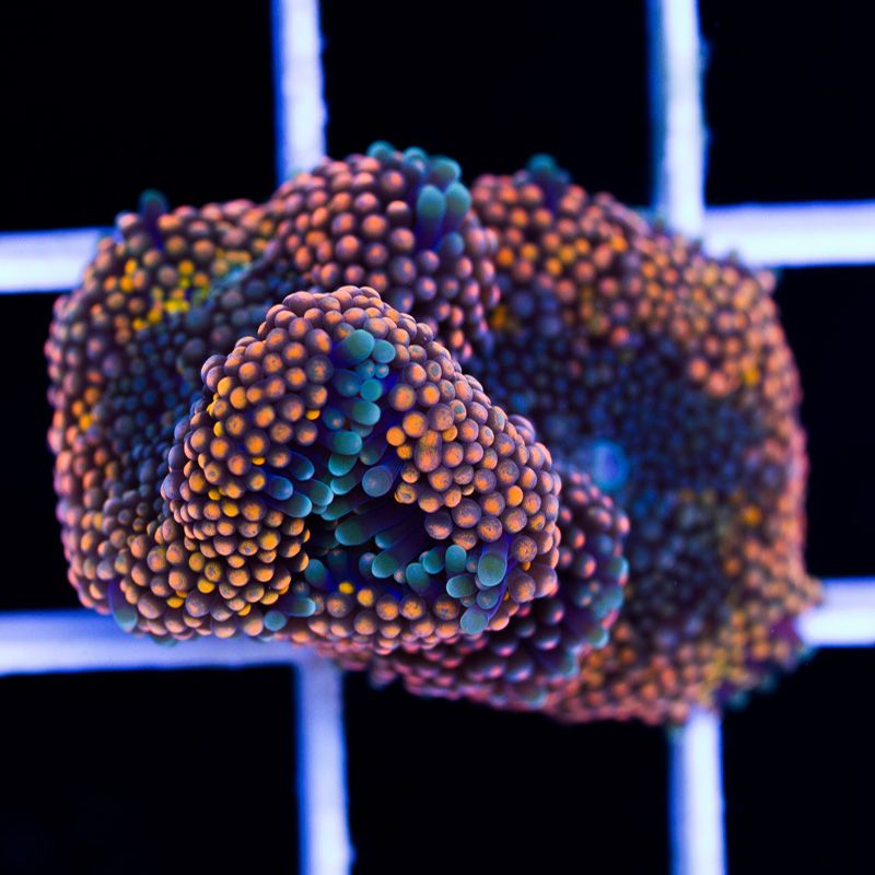 newcorals366b - Really Rainbow Ricordea have landed at Cherry Corals!