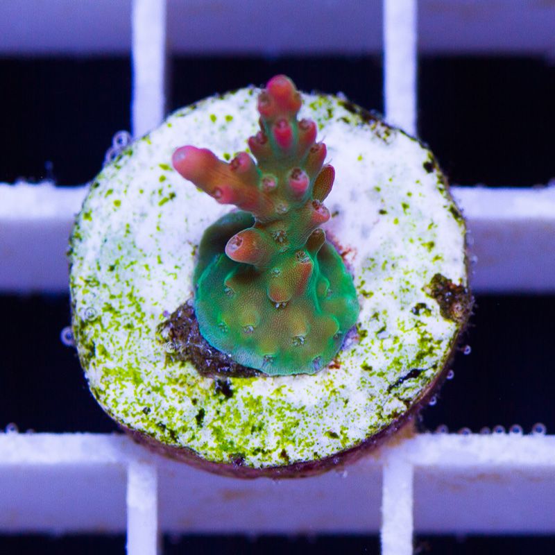 newcorals621b - Massive CC Acro Update! 100+ Frags and Colonies!