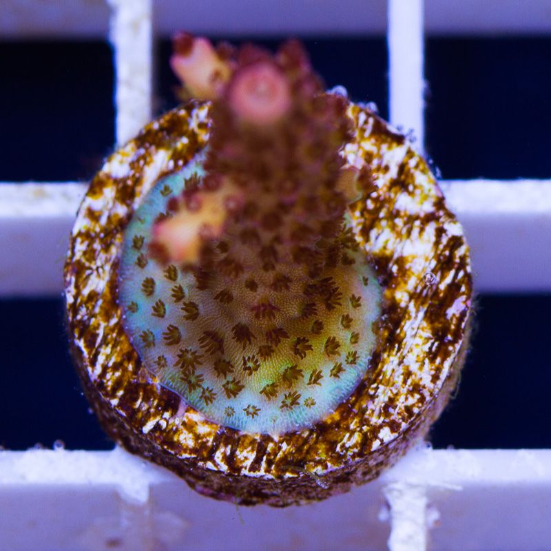 newcorals650b - Massive CC Acro Update! 100+ Frags and Colonies!